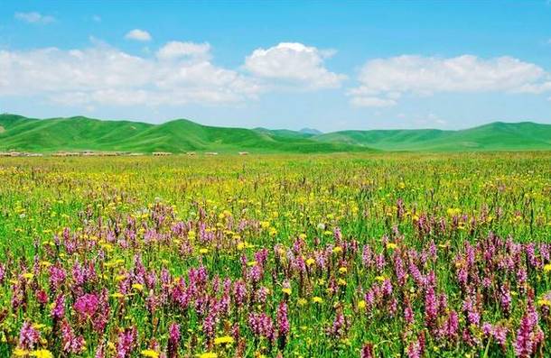 对不起，我去草原了，别再找我了……