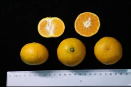 柑橘新品种选育及发展概况,带你认识柑橘新优品种