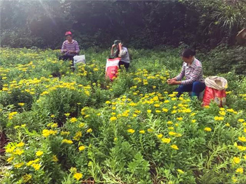 你不得不知的茶文化,你不得不知的龙井茶