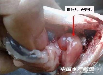 草鱼三大病症状,草鱼老三病怎么治疗效果最好