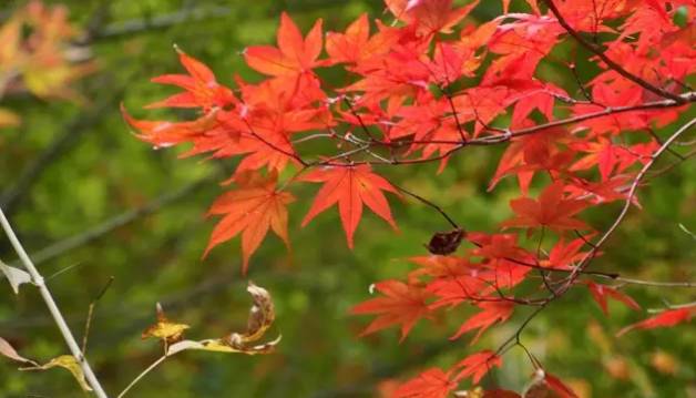 韩寒对语文的看法,韩寒对当代文学的意义