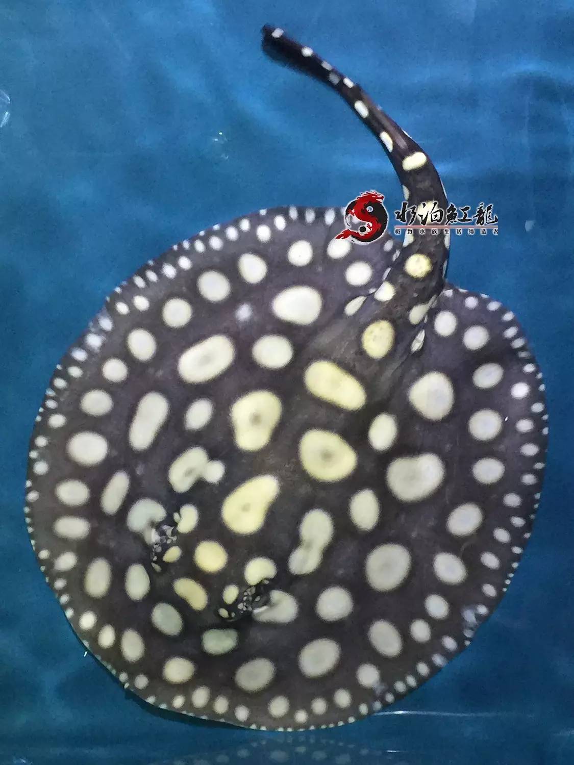 皇冠魟鱼一定蕾丝边吗,皇冠魟鱼繁殖难吗