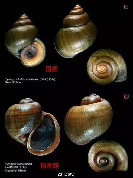 女子吃福寿螺后遗症,怀孕误食福寿螺