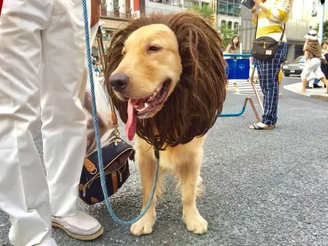 子桐品|处女星奇幻漂流记(下):日本街头寻宝记