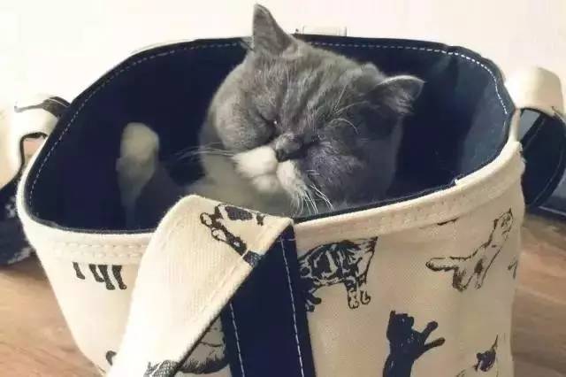 很火女明星包包,女明星最爱的大牌包包