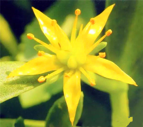 你不得不知的茶文化,你不得不知的龙井茶