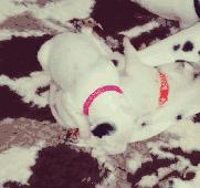 斑点狗长大了还会长出新的斑点吗,斑点狗刚出生的时候是长什么样的