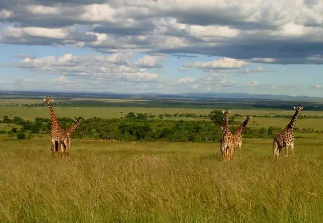 战狼边境线搏斗,战狼丛林越野骑行