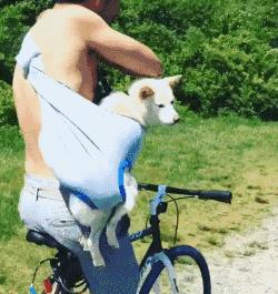 自从养了狗就没有了朋友,自从养了狗就没有朋友