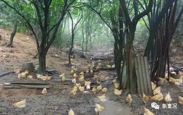 喝“活水”长大的飞凤鸡味道更浓郁?