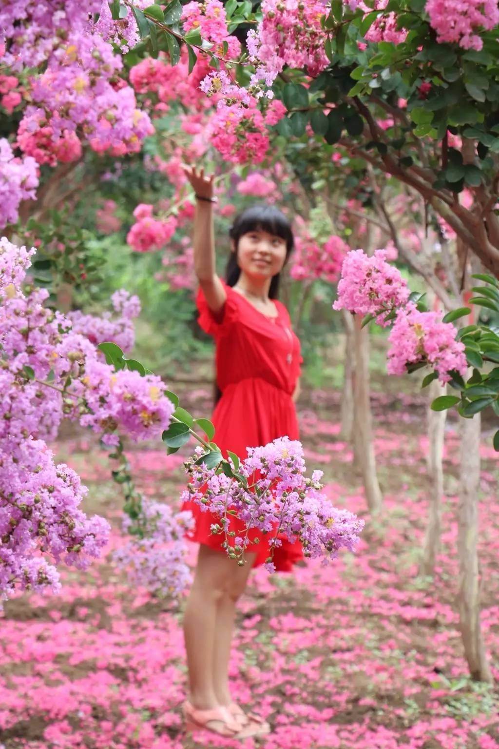 紫薇开花发朋友圈,紫薇树图片朋友圈