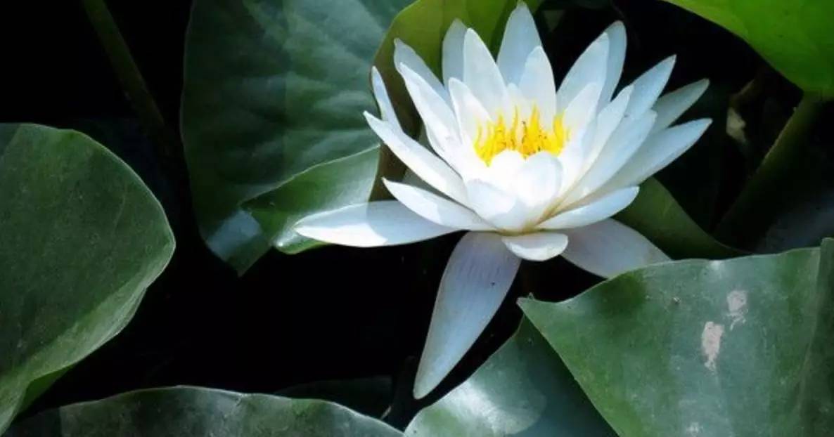 花之声舞蹈完整版,睡莲开花一天开的全部过程