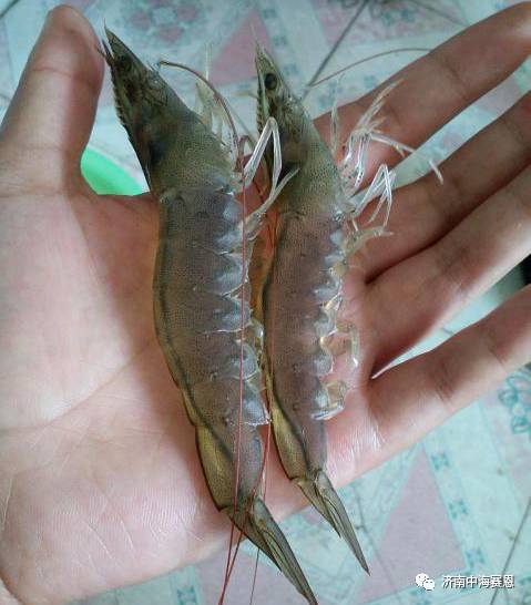 南美白对虾怎么防治红尾,南美白对虾红体前征兆