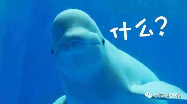 小孩去极地馆要钱吗,孩子第一次去极地馆