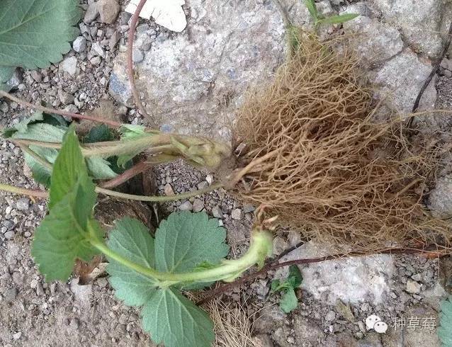 草莓炭疽病在叶片上的症状,草莓炭疽病的防治方法