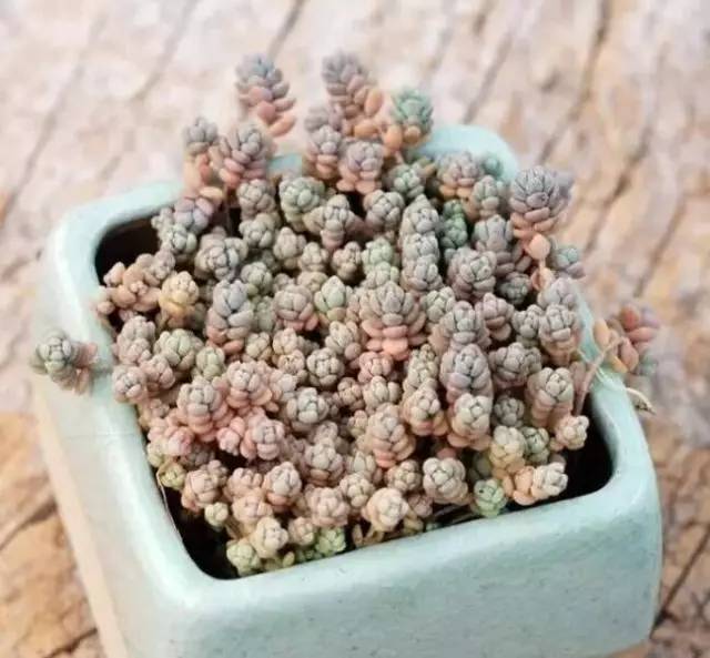 姬星美人和旋叶姬星美人的区别,姬星美人怎么养才能更旺盛