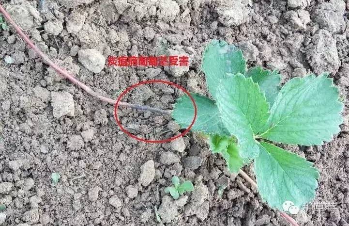 草莓炭疽病在叶片上的症状,草莓炭疽病的防治方法