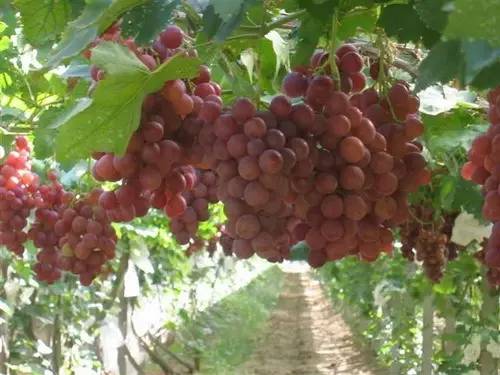 长沙葡萄采摘,长沙天露葡萄采摘时间