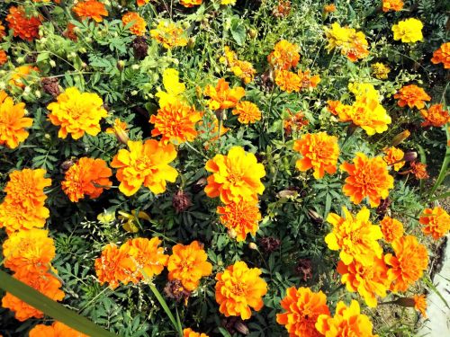 久用流畅不卡顿,久用不卡顿的手机