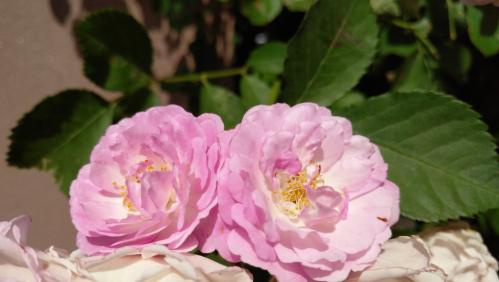 锤子坚果pro总死机,锤子坚果pro质量问题