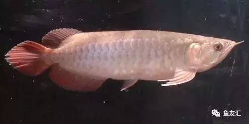 看看邻国玩家是怎么养龙的