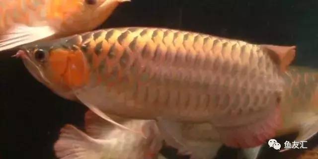 看看邻国玩家是怎么养龙的