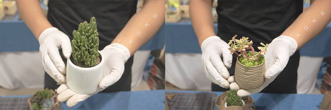 两天跑遍岛内外十几家小众饮品店，这里总有一杯你没喝过的茶