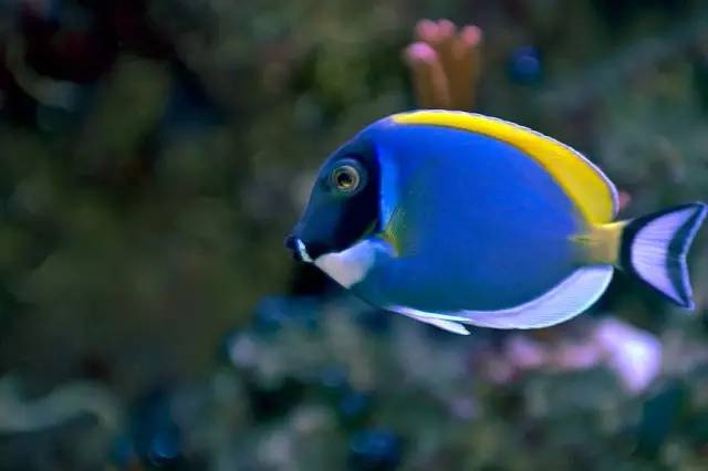 怎么驯服海王,怎么驯服魔鬼鱼