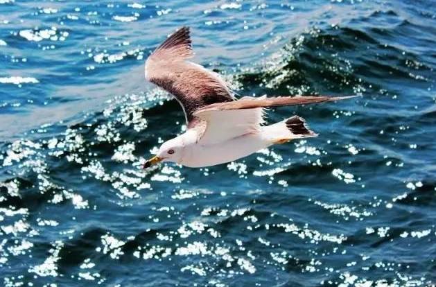 原创｜烟台一年最嗨的日子来了！即将开海，这些图却火了