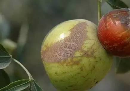 枣树病虫害防治全攻略,枣树病虫害防治技术视频