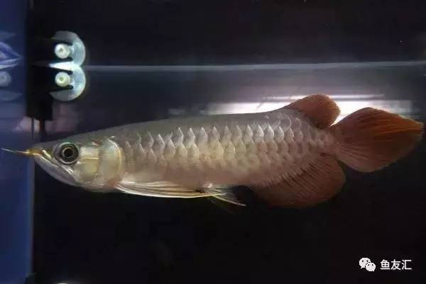 龙鱼价格为什么那么贵,日本金龙鱼多少钱