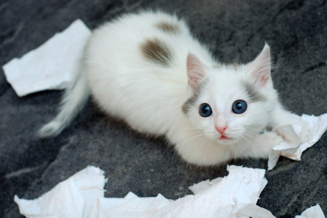 求助，我家的猫……好像坏了