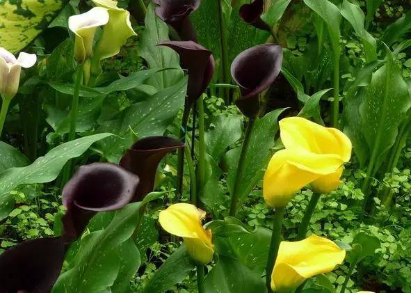 彩色马蹄莲花养殖注意事项,彩色马蹄莲养了三年为啥不开花