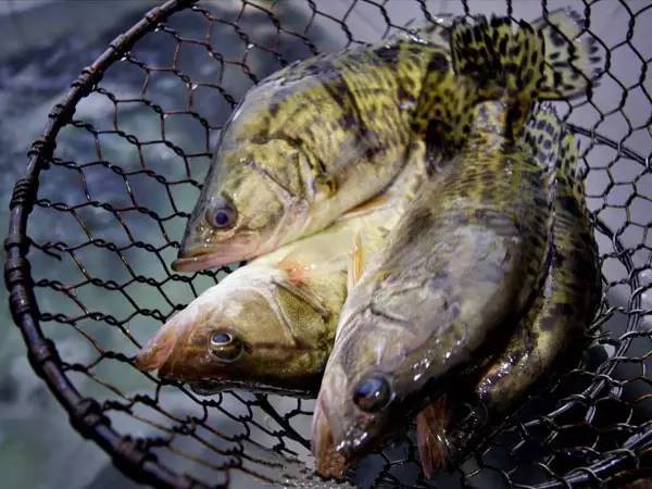 下一个开通的高铁,一大波高铁线路密集开通