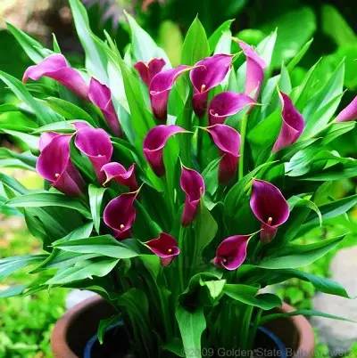 彩色马蹄莲花养殖注意事项,彩色马蹄莲养了三年为啥不开花