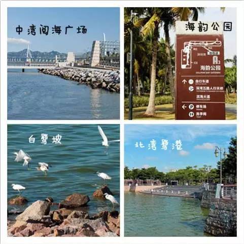 深圳的粉红花海,深圳中心公园藏着浪漫花海