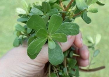 中药知识必学杜仲,中药知识必学苍耳子