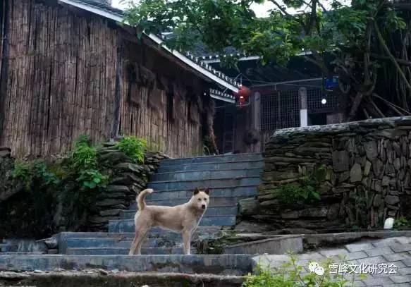 “雪峰山旅游扶贫新变化”采风活动佳作之七：那山那人