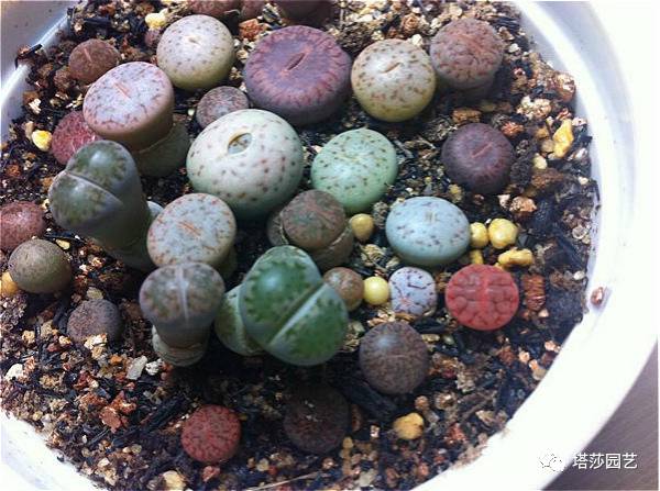 生石花最好养的品种,生石花品种大全图谱和价格