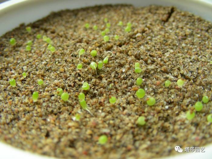 生石花最好养的品种,生石花品种大全图谱和价格