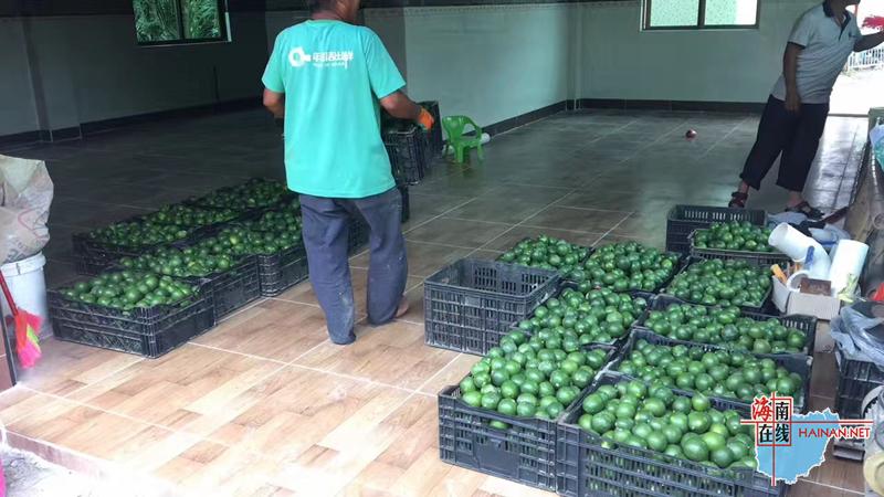 农村小伙利用互联网卖沙糖桔,农村小伙网上卖农产品年入百万