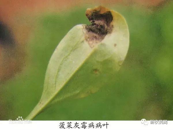 冬季大棚菠菜的病虫害防治技术,怎样防治菠菜的叶斑病