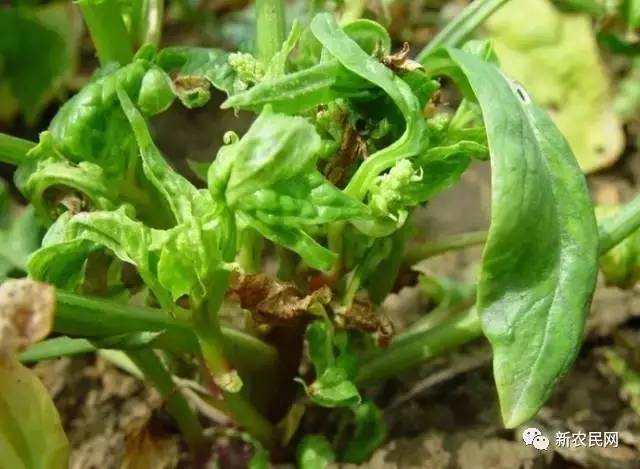 冬季大棚菠菜的病虫害防治技术,怎样防治菠菜的叶斑病