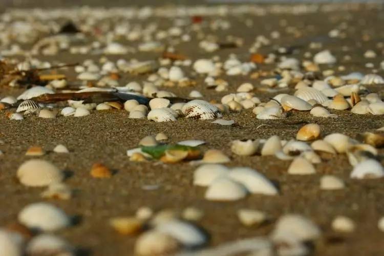 中元节前100小时的ICO:平台暂停、转型、关闭