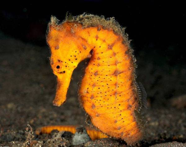 海马入缸几天喂食,海马种植