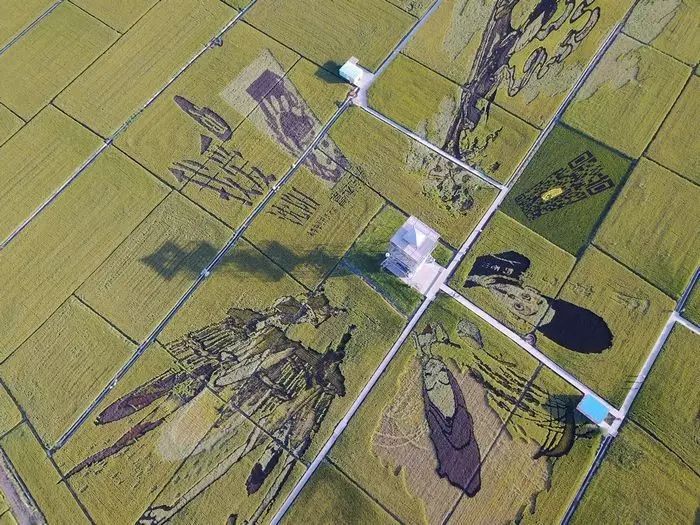 沈阳稻梦空间玉米,沈阳有稻梦空间吗