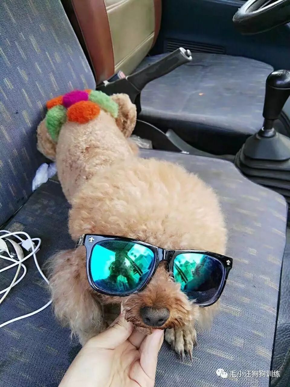 小泰迪第一次外出,小泰迪到新家