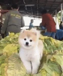 狗狗当超市的老板,狗狗当销售部老总