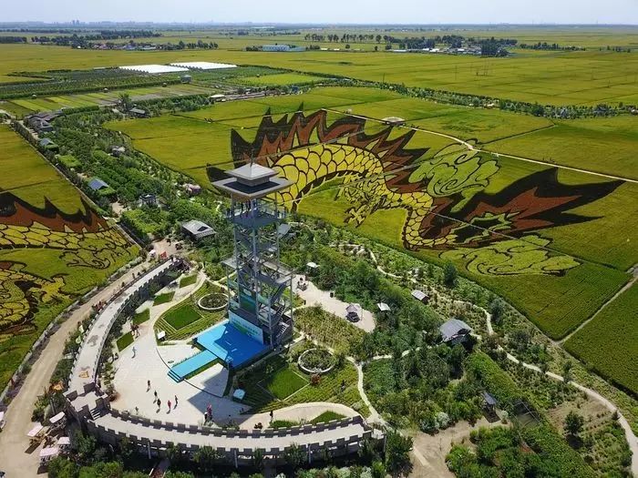 沈阳稻梦空间稻田,沈阳稻梦空间