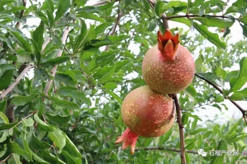 种植高产的软籽石榴方法介绍,软籽甜石榴栽培技术